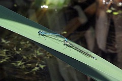 tka dzieweczka - (Coenagrion puella) - Azure Damselfly