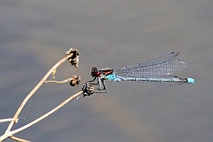 Oczobarwnica wiksza - (Erythromma najas) - Red-eyed Damselfly