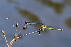 Oczobarwnica wiksza - (Erythromma najas) - Red-eyed Damselfly