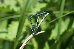 tka dzieweczka - (Coenagrion puella) - Azure Damselfly