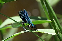 witezianka byszczca - (Calopteryx splendens) - Banded Demoiselle