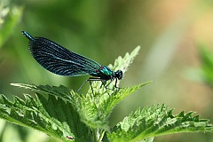 witezianka dziewica - (Calopteryx virgo) - Beautiful Demoiselle