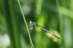 Pirong zwyky - (Platycnemis pennipes) - White-legged Damselfly, Blue Featherleg