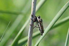 owiec czarniawy - (Machimus atricapillus) - -