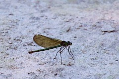 witezianka dziewica - (Calopteryx virgo) - Beautiful Demoiselle