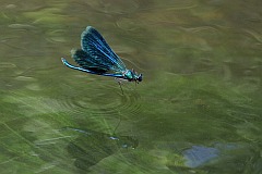 witezianka dziewica - (Calopteryx virgo) - Beautiful Demoiselle