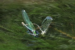 witezianka byszczca - (Calopteryx splendens) - Banded Demoiselle