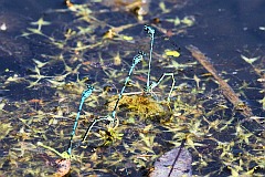 tka dzieweczka - (Coenagrion puella) - Azure Damselfly