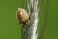 Plusknia jagodziak - (Dolycoris baccarum) - Dolycoris baccarum