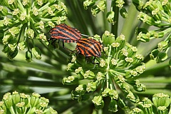 Strojnica baldaszkwka, strojnica woska - (Graphosoma lineatum) - Italian Striped-Bug and Minstrel Bug