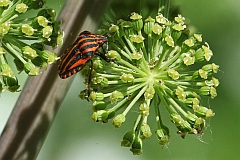 Strojnica baldaszkwka, strojnica woska - (Graphosoma lineatum) - Italian Striped-Bug and Minstrel Bug