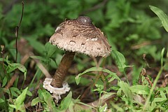 Czubajka kania - (Macrolepiota procera, (Scop.) Singer) - Parasol mushroom