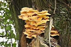 ciak siarkowy - Laetiporus sulphureus - Sulphur shelf