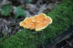 ciak siarkowy - Laetiporus sulphureus - Sulphur shelf