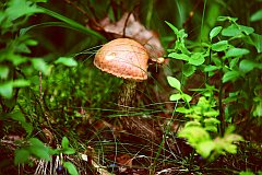 Kolarz pomaraczowoty - (Leccinum versipelle) - Orange Birch Bolete