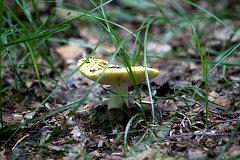 Gobek jasnoty - (Russula claroflava) - Yellow swamp russula