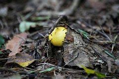 Gobek jasnoty - (Russula claroflava) - Yellow swamp russula