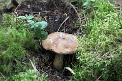 Borowik usiatkowany - (Boletus reticulatus, Boletus aestivalis) - Summer cep