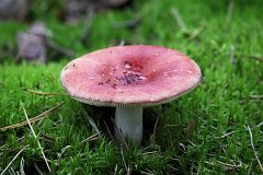 Gobek wymiotny (goryczak) - (Russula emetica) - Sickener