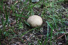 Tgoskr pospolity - Scleroderma citrinum - Common earthball