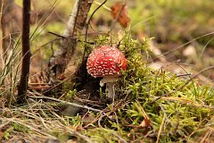 Muchomor czerwony - Amanita muscaria (L.) Lam. - Amanita muscaria (fly agaric)