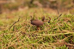 Podgrzybek brunatny - (Xerocomus badius) - Bay Bolete