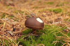 Podgrzybek brunatny - (Xerocomus badius) - Bay Bolete