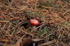 Gobek wymiotny (goryczak) - (Russula emetica) - Sickener