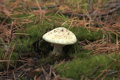 Muchomor cytrynowy - (Amanita citrina) - False death cap