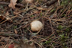 Tgoskr pospolity - Scleroderma citrinum - Common earthball