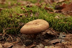 Krowiak podwinity (olszwka) - (Paxillus involutus) - Brown roll-rim