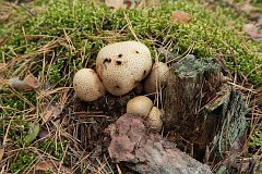 Tgoskr pospolity - Scleroderma citrinum - Common earthball