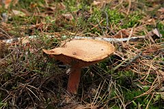 Krowiak podwinity (olszwka) - (Paxillus involutus) - Brown roll-rim