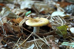 Gobek jasnoty - (Russula claroflava) - Yellow swamp russula