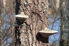 Hubiak pospolity - (Fomes fomentarius) - Tinder Fungus, Hoof Fungus