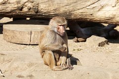 Pawian paszczowy - (Papio hamadryas) - Hamadryas baboon