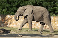 So afrykaski - (Loxodonta africana) - African Bush Elephant