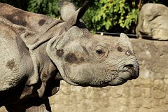 Nosoroec - (Rhinocerotidae) - Rhinoceros