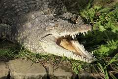 Krokodyl nilowy - (Crocodylus niloticus) - Nile crocodile