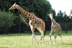 yrafa Rothschilda - (Giraffa camelopardalis rothschildi) - Rothschild Giraffe