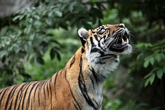 Tygrys sumatrzaski - (Panthera tigris sumatrae) - Sumatran tiger