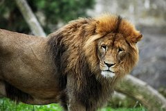 Lew - (Panthera leo) - Lion