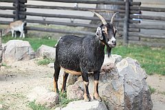 Koza karowata - (Capra hircus hircus) - Pygmy goat