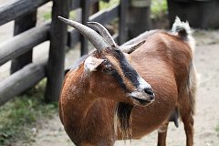 Koza karowata - (Capra hircus hircus) - Pygmy goat