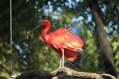 Ibis purpurowy - (Eudocimus ruber) - Scarlet Ibis