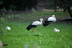 Bocian biay - (Ciconia ciconia ciconia) - White stork