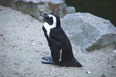 Pingwin przyldkowy (Toniec) - (Spheniscus demersus) - Black footed penguin (African penguin)