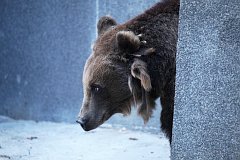 Niedwied brunatny europejski - (Ursus arctos arctos) - Brown bear