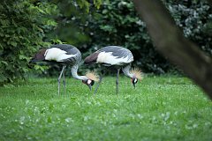 uraw koroniasty - (Belearica regulorum) - Gray crowned crane