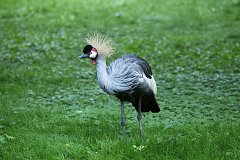 uraw koroniasty - (Belearica regulorum) - Gray crowned crane